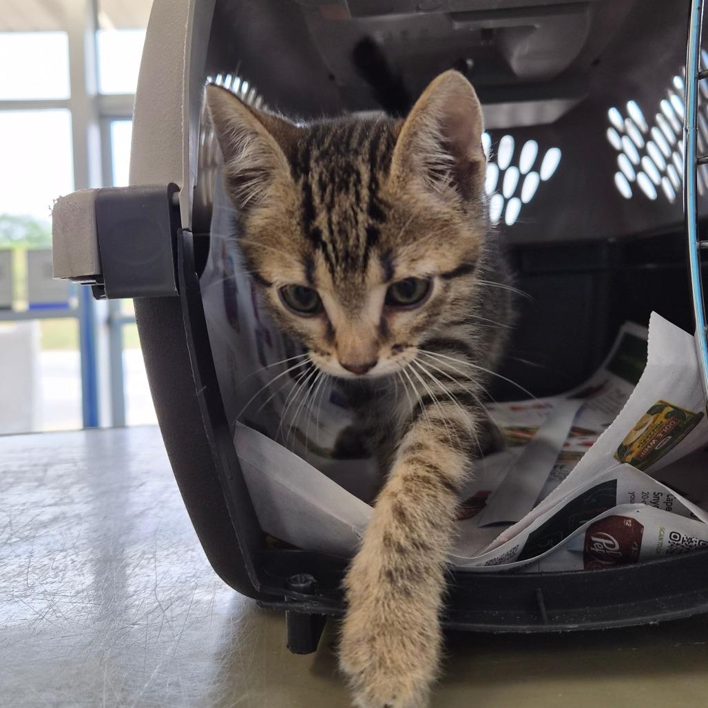 Bubba, Adoptable, Kitten Male Domestic Short Hair.