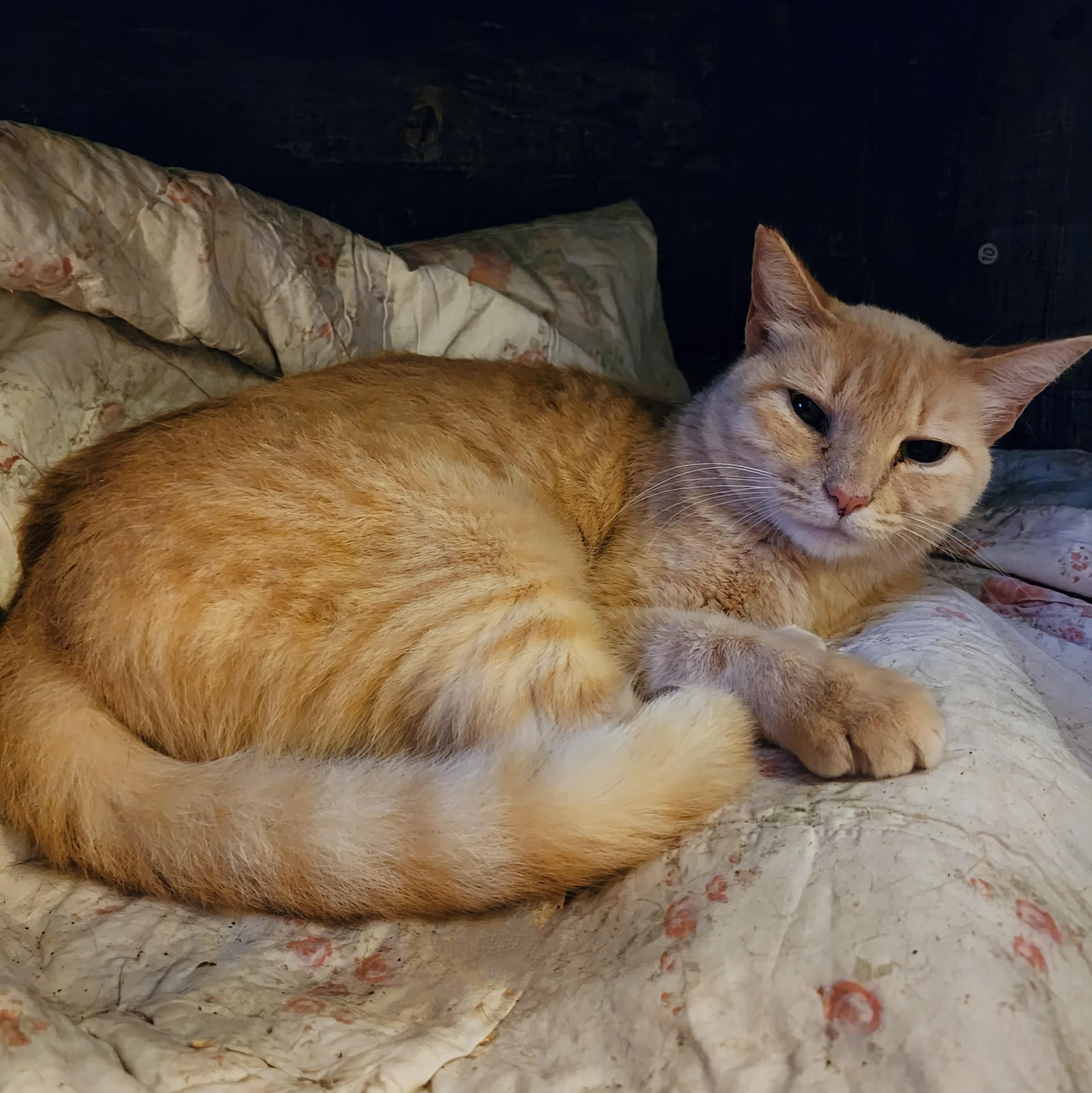 Crouton photo 3