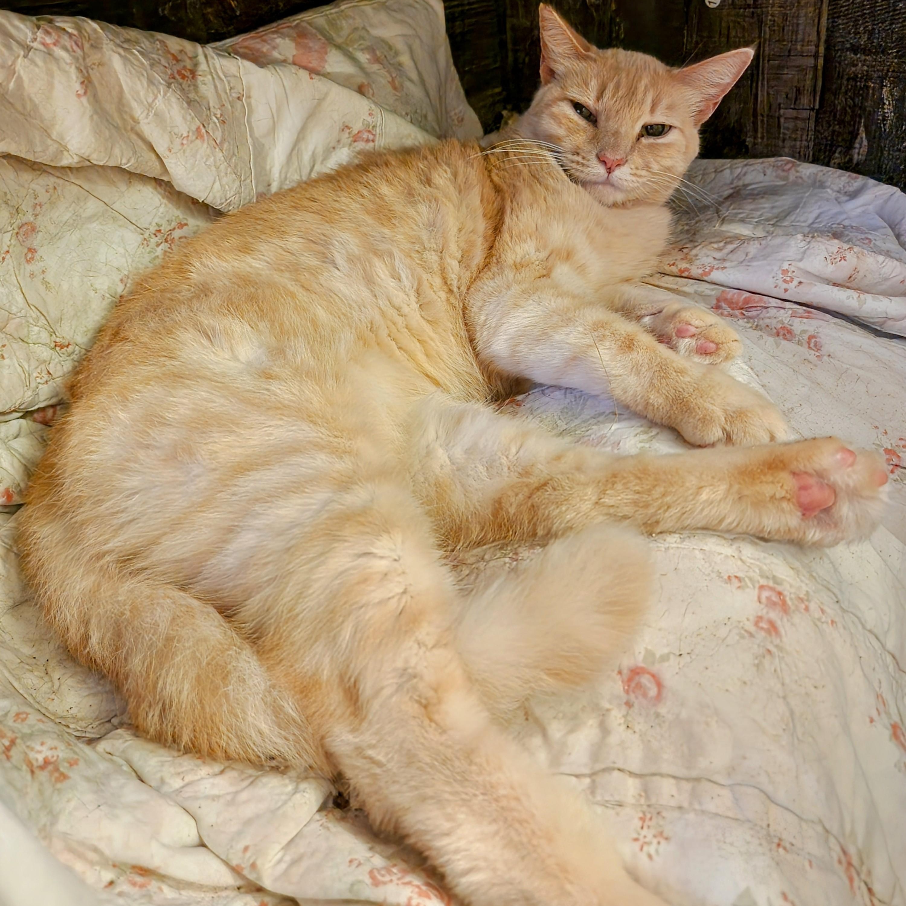 Crouton photo 2