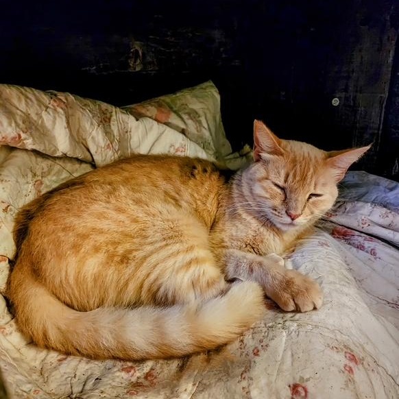 Crouton photo 5