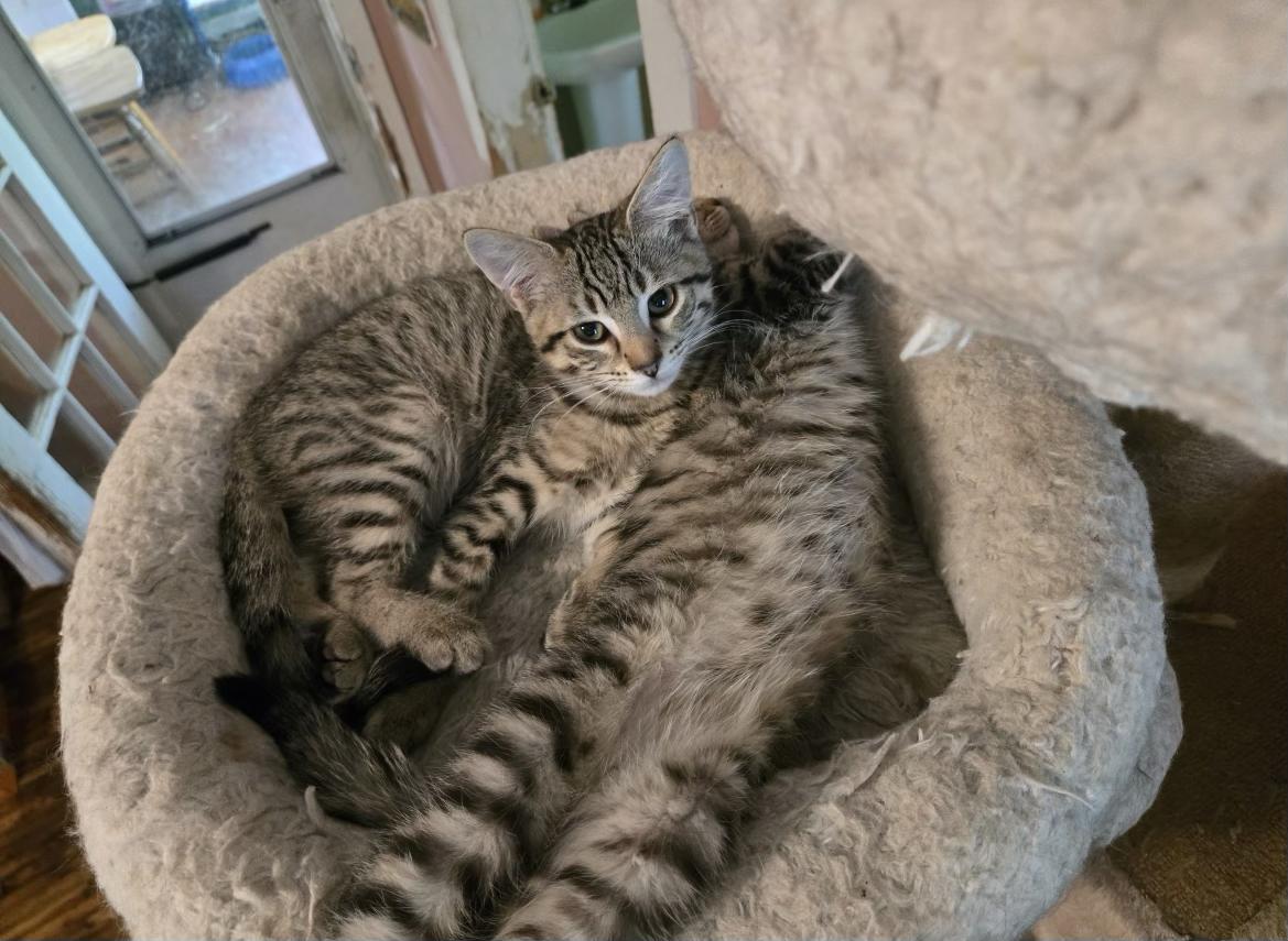 Abbot & Costello, ADOPTABLE, Kitten Male Domestic Short Hair.