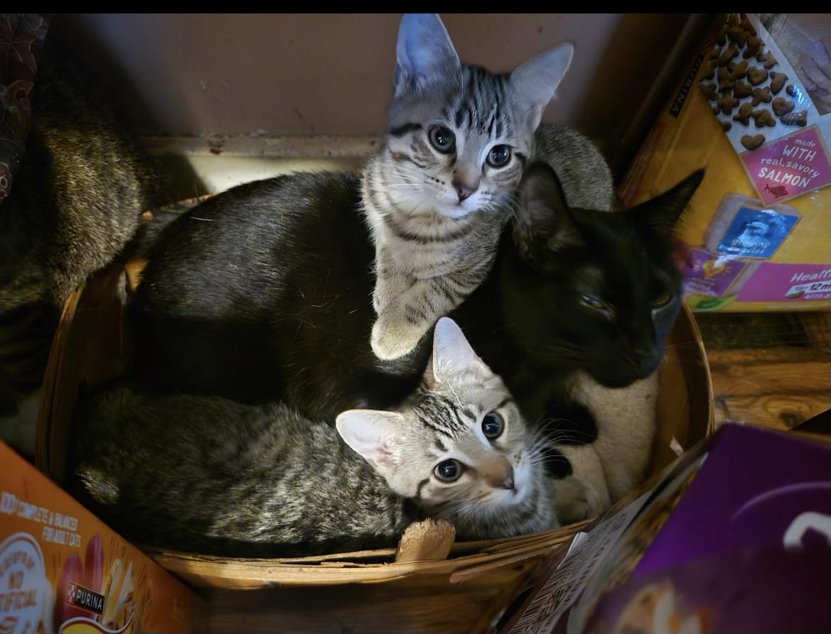 Abbot & Costello, a ADOPTABLE mixed breed in Howell, MI image 2/2