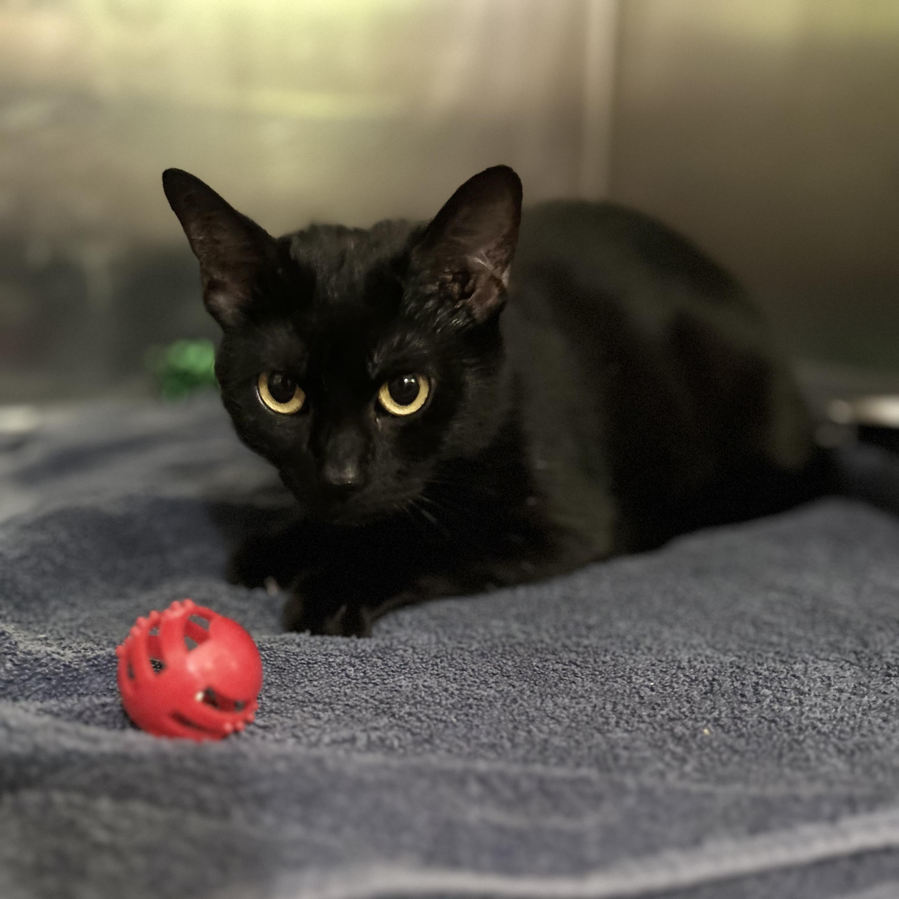 Enlarge Lara, a ADOPTABLE Domestic Short Hair in Norwalk, CT image 3/3