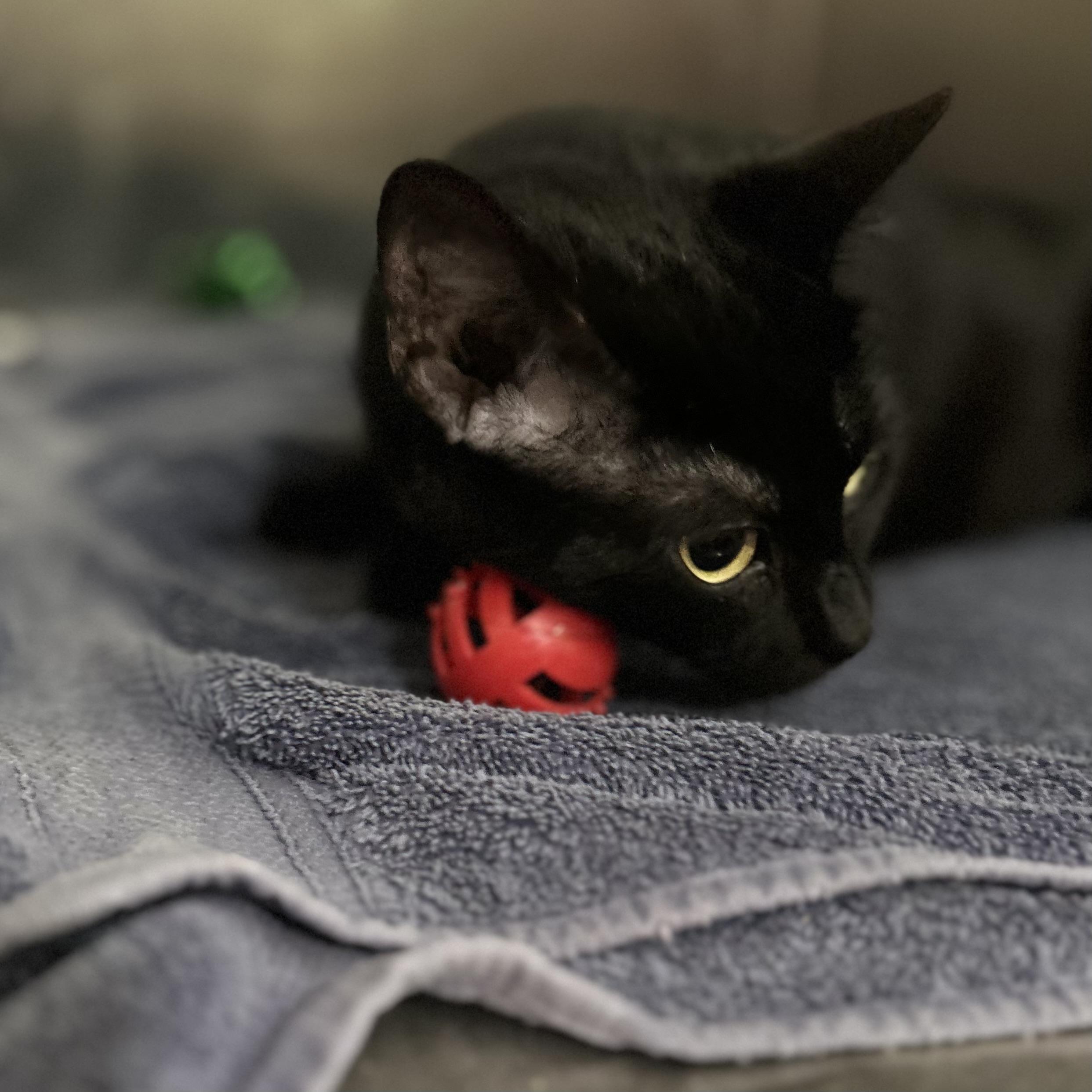Enlarge Lara, a ADOPTABLE Domestic Short Hair in Norwalk, CT image 2/3