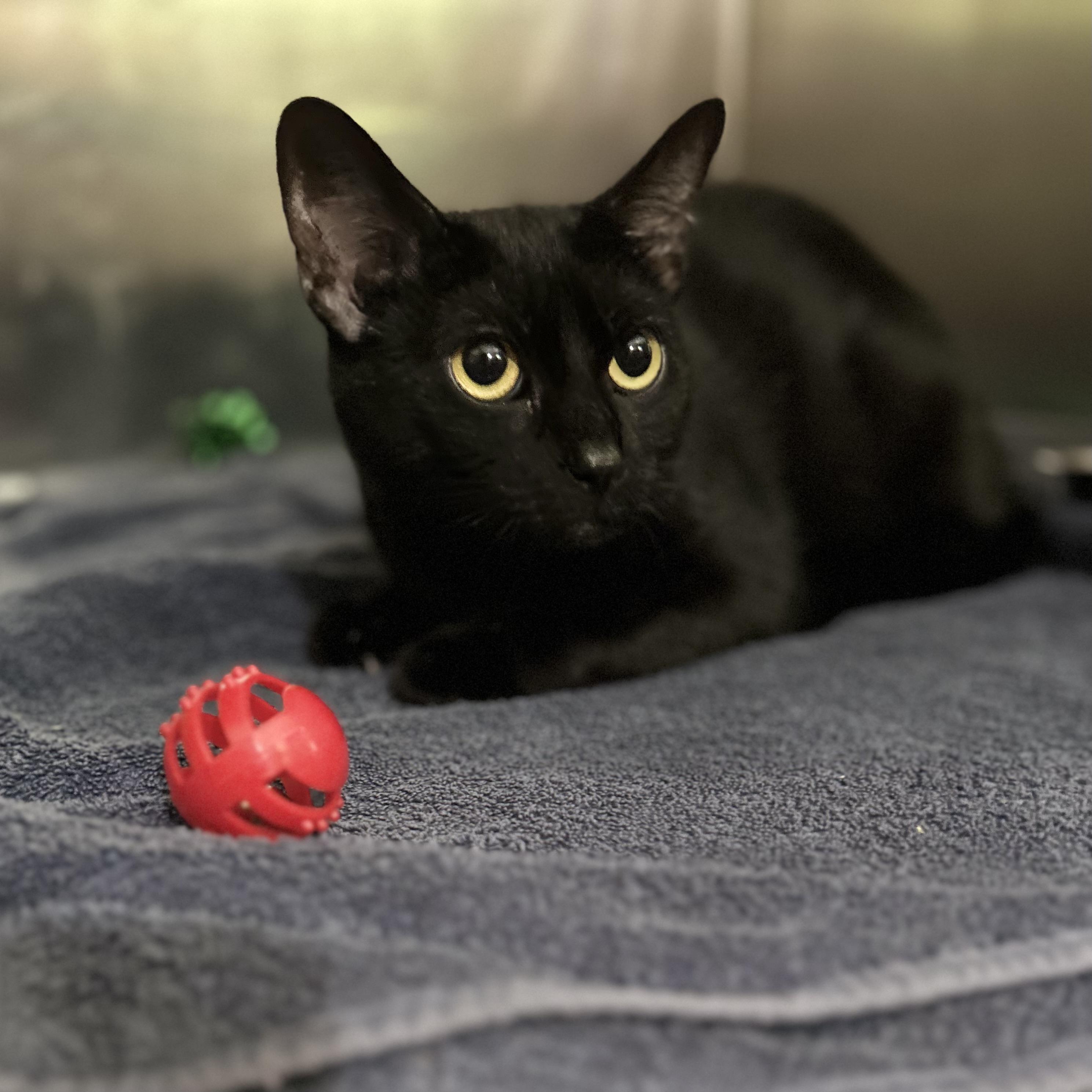 Lara, ADOPTABLE, Young Female Domestic Short Hair.