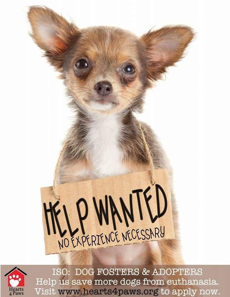 Enlarge Foster homes needed , a Adoptable mixed breed in West Valley, UT image 2/12