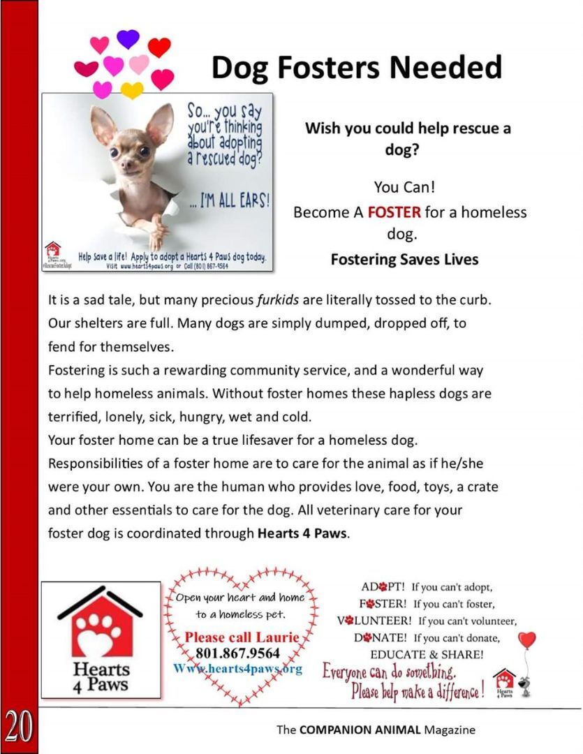 Enlarge Foster homes needed , a Adoptable mixed breed in West Valley, UT image 4/12