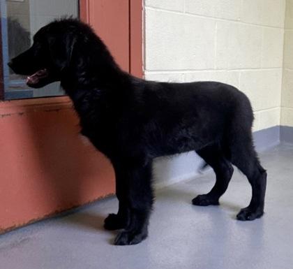 Enlarge Sindal, an adopted Shepherd in Glasgow, KY image 2/2