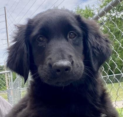 Enlarge Sindal, an adopted Shepherd in Glasgow, KY image 1/2