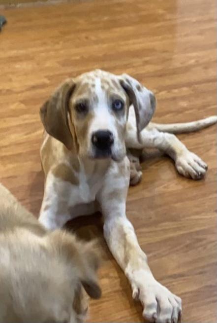 Enlarge Dane Dawgs : Quinn, a Adoptable mixed breed in Aurora, IN image 1/6
