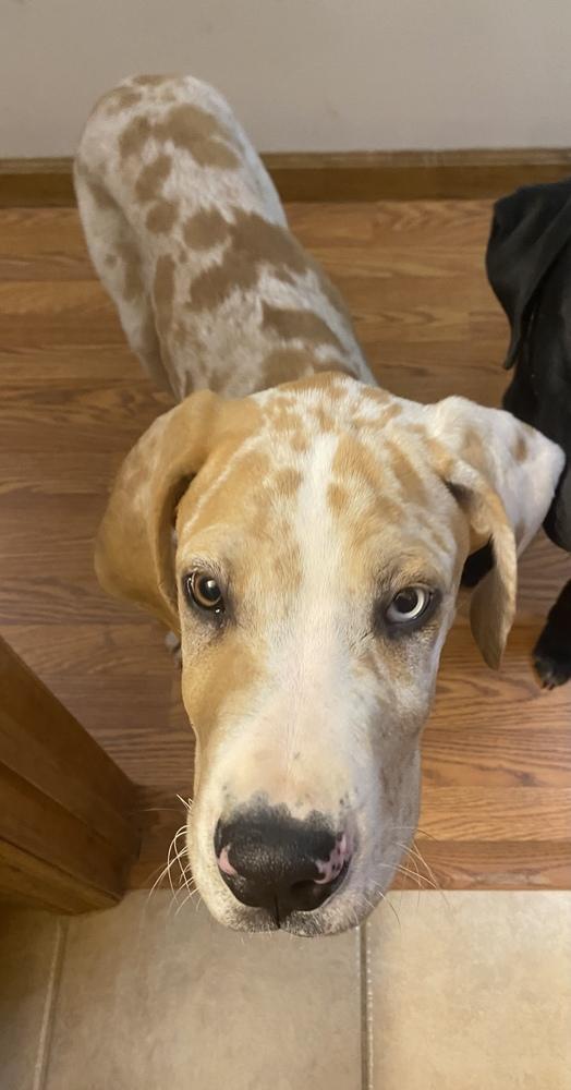 Enlarge Dane Dawgs : Quinn, a Adoptable mixed breed in Aurora, IN image 3/6