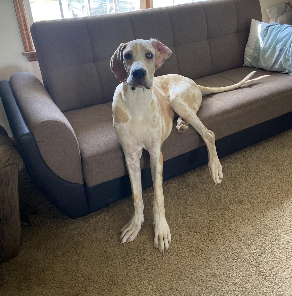 Enlarge Dane Dawgs : Quinn, a Adoptable mixed breed in Aurora, IN image 4/6