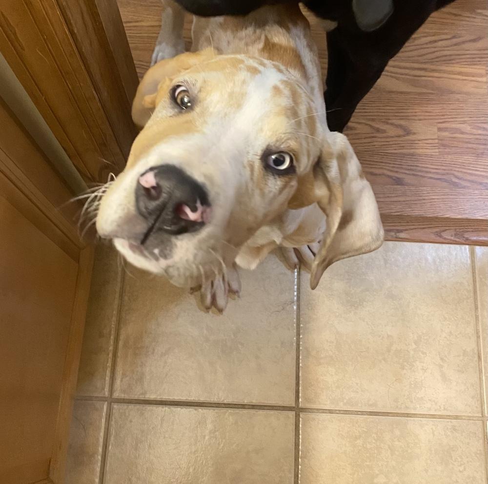 Enlarge Dane Dawgs : Quinn, a Adoptable mixed breed in Aurora, IN image 5/6