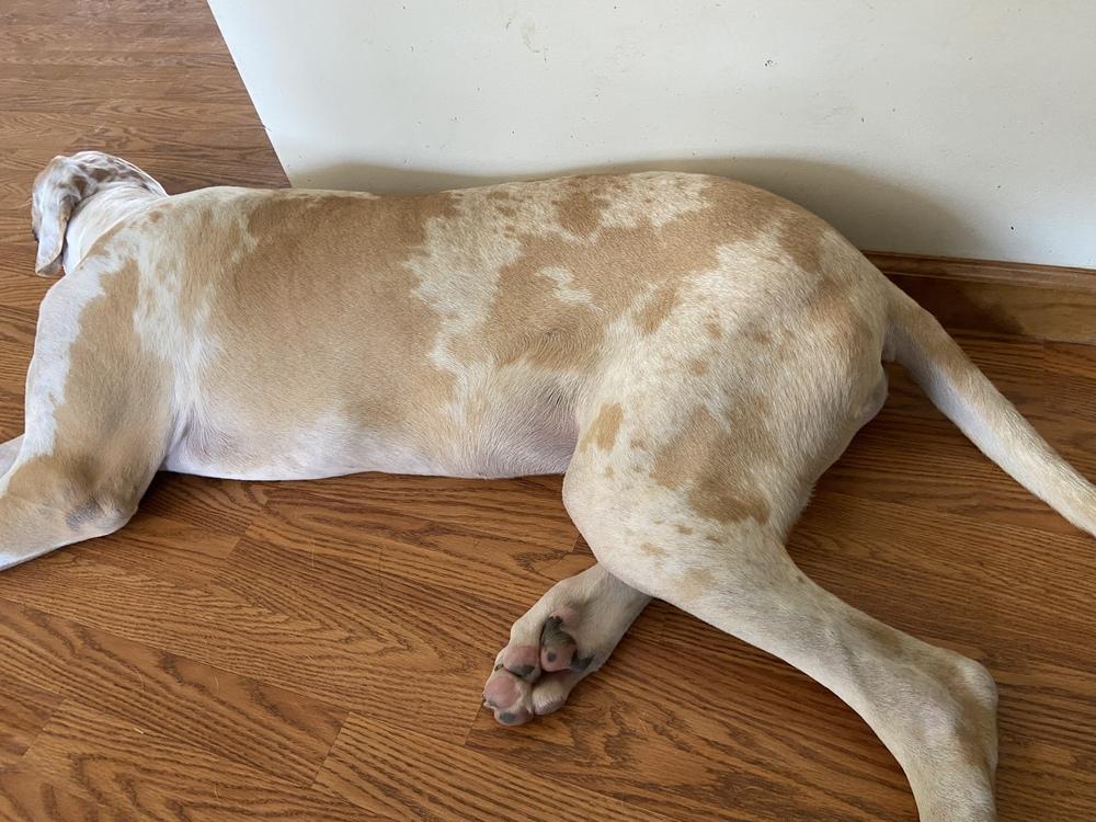 Enlarge Dane Dawgs : Quinn, a Adoptable mixed breed in Aurora, IN image 6/6