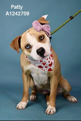 Patty -- URGENT! LONGTIME RESIDENT!, ADOPTABLE, Adult Female Pit Bull Terrier.