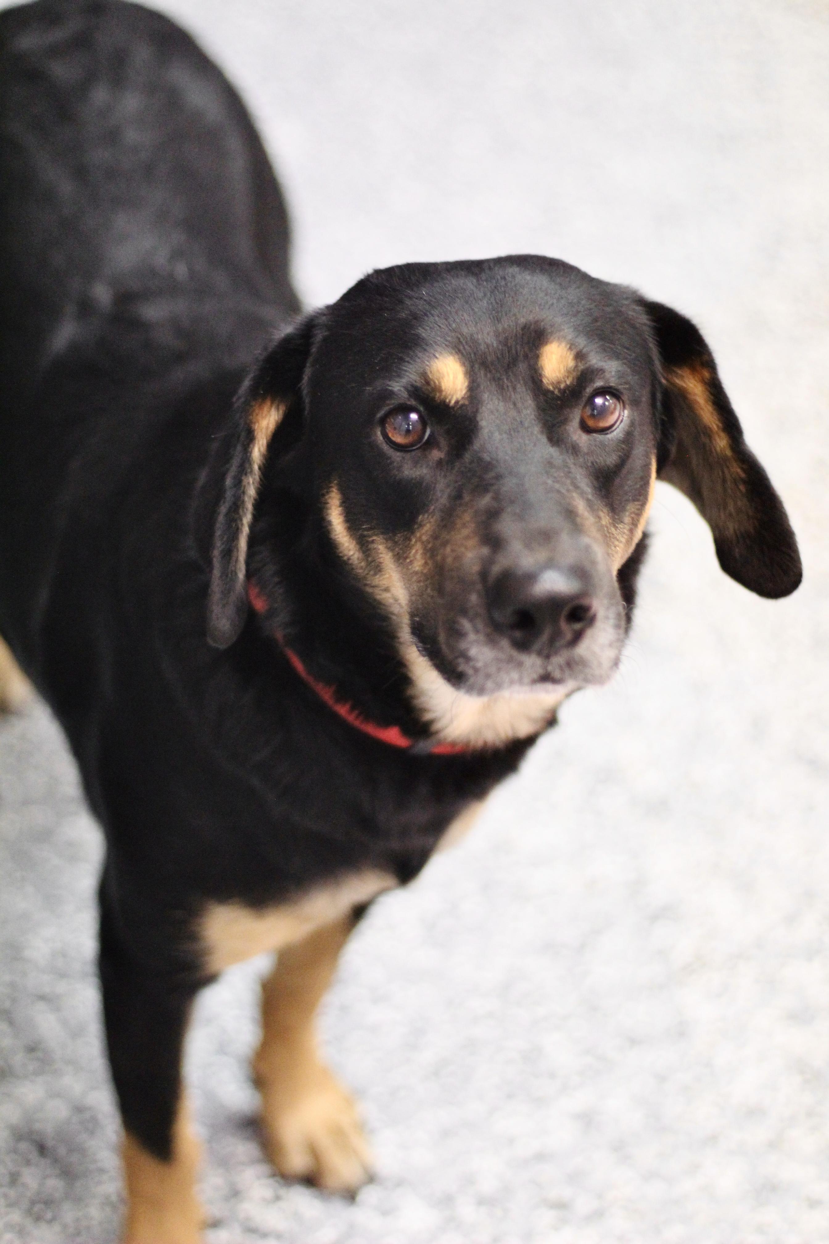 Apache in NH! Come Meet our Adoptable Dogs Wednesday-Saturday. More info in Bio!