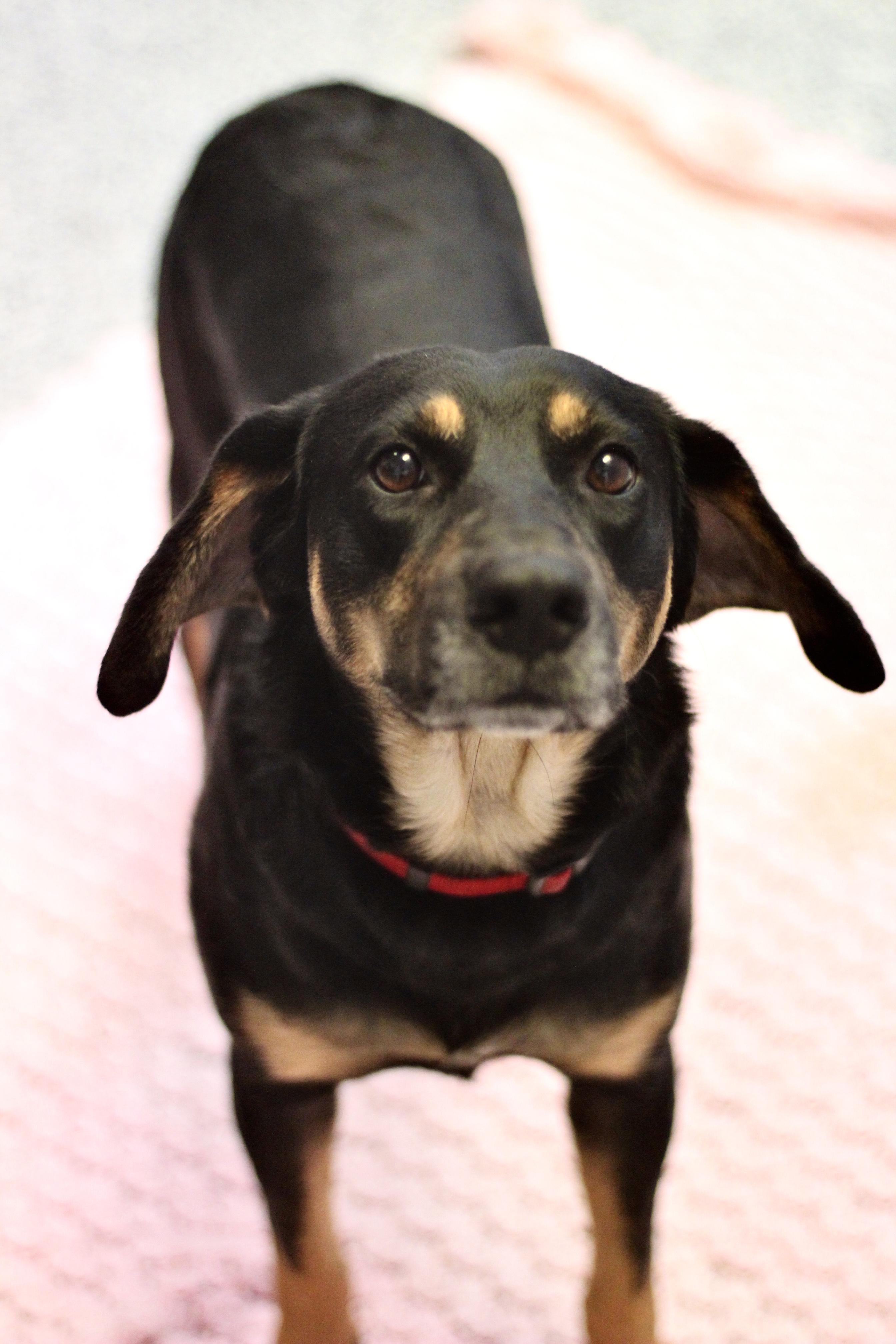 Apache in NH! Come Meet our Adoptable Dogs Wednesday-Saturday. More info in Bio!