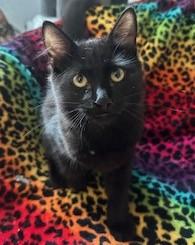 Bartles, Adoptable, Kitten Male Domestic Medium Hair & Domestic Short Hair.