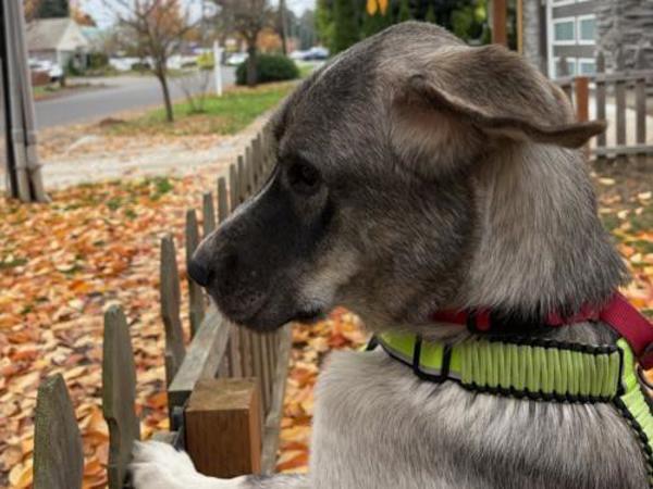 Ugali, Adoptable, Young Male Great Pyrenees.