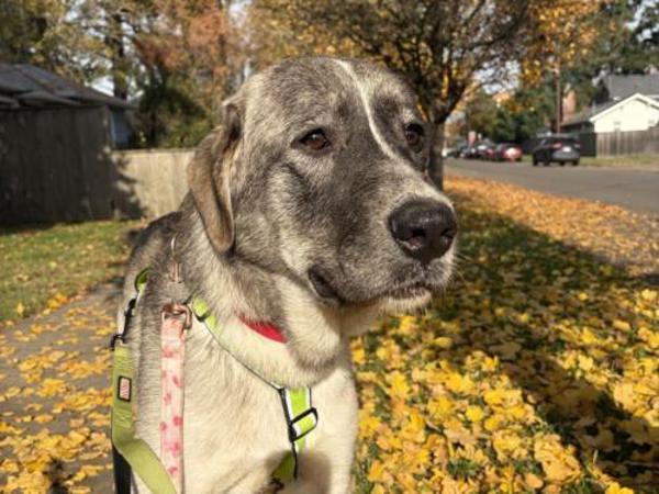 Enlarge Ugali, a Adoptable mixed breed in Portland, OR image 2/3