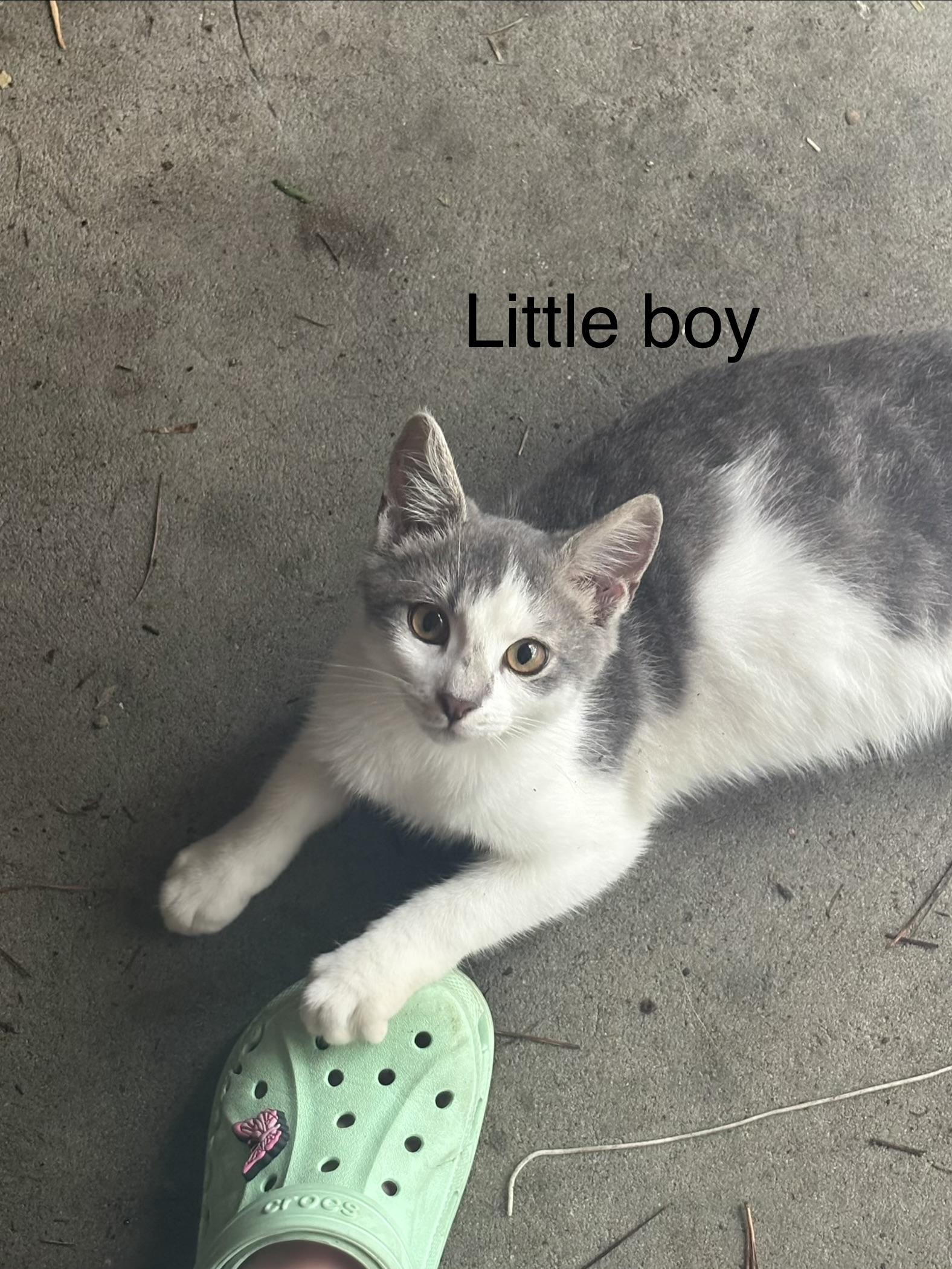 Enlarge Little Boy, a Adoptable mixed breed in Oriental , NC image 1/3