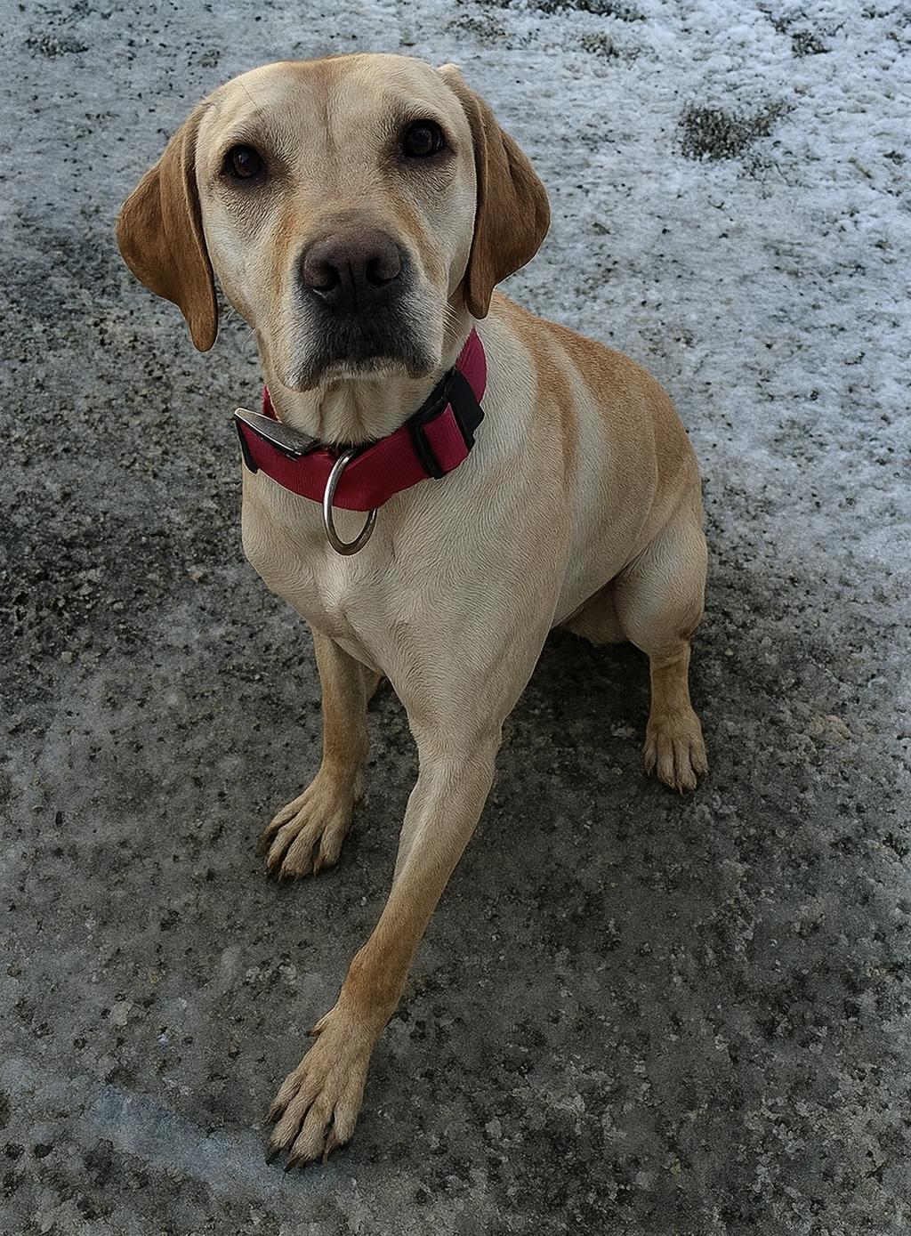 Enlarge Sandy, a ADOPTABLE mixed breed in Colville , WA image 5/5