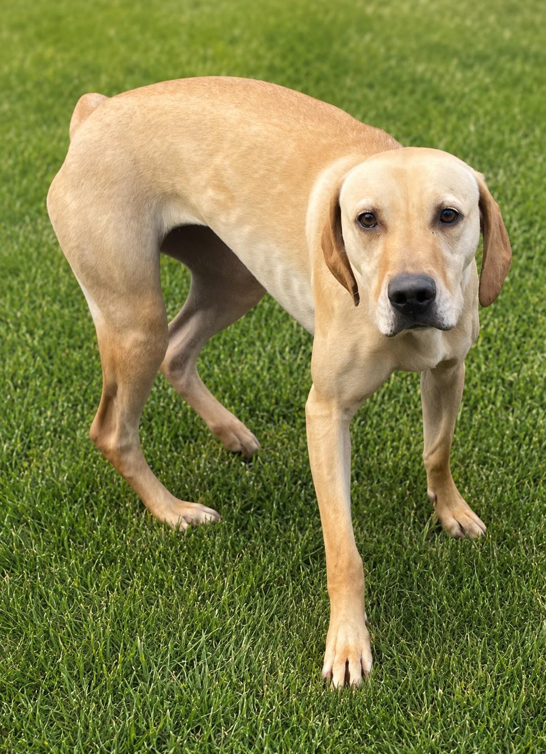 Enlarge Sandy, a ADOPTABLE mixed breed in Colville , WA image 4/5
