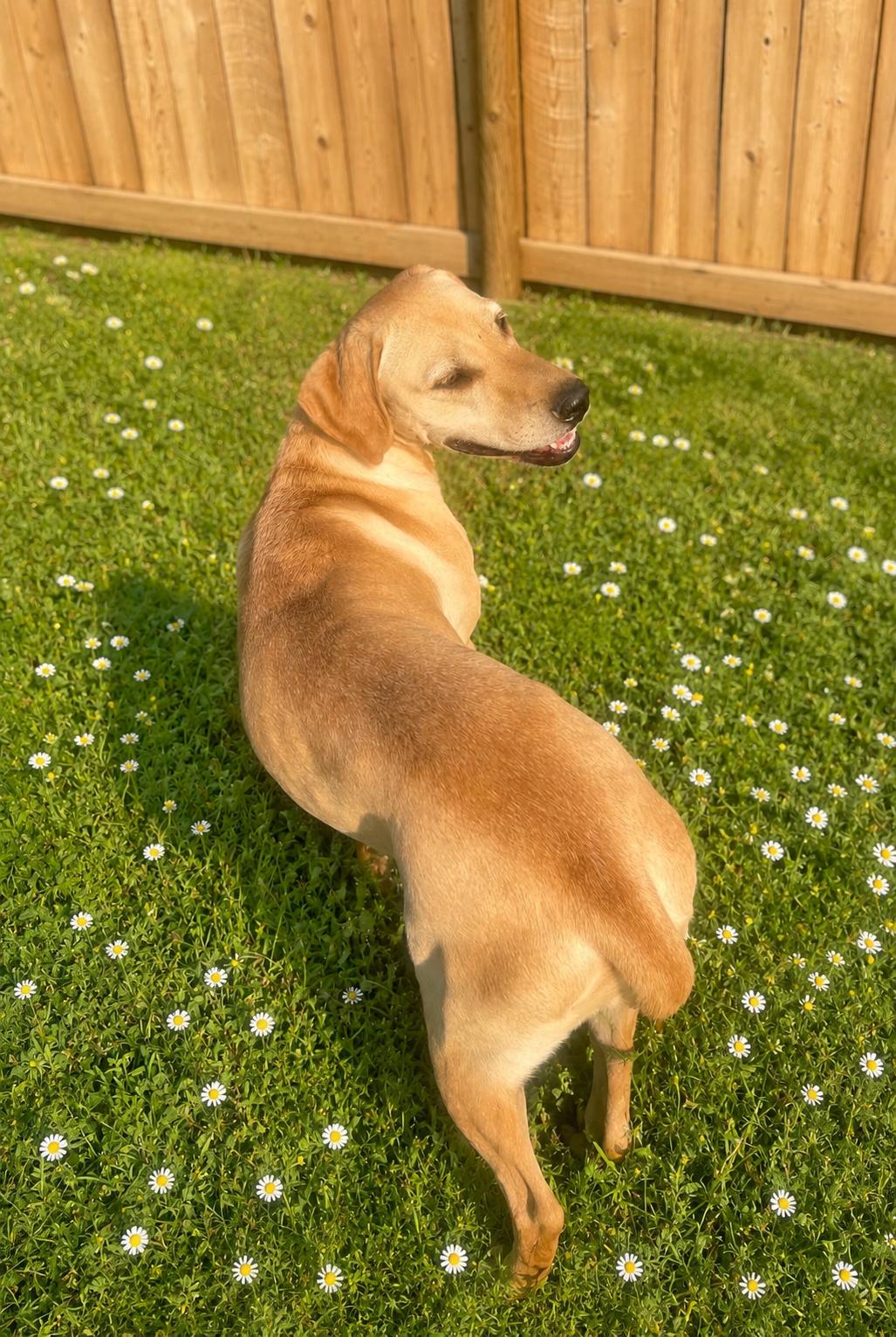 Enlarge Sandy, a ADOPTABLE mixed breed in Colville , WA image 3/5