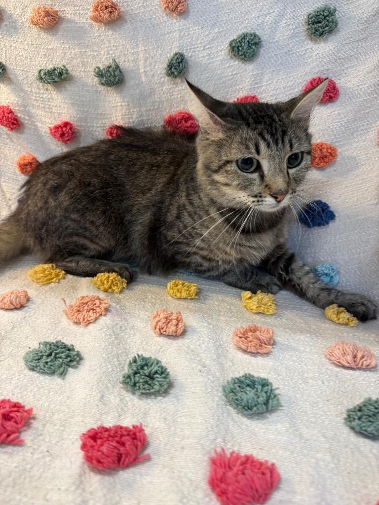 Stormey PA, Adoptable, Young Female Domestic Medium Hair.
