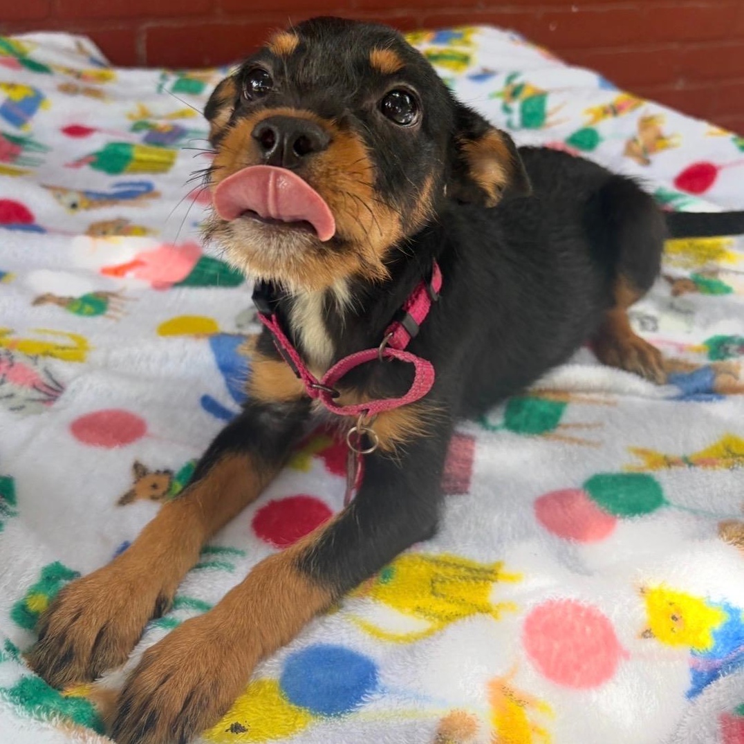 Kira, adopted, Puppy Female Australian Cattle Dog / Blue Heeler.