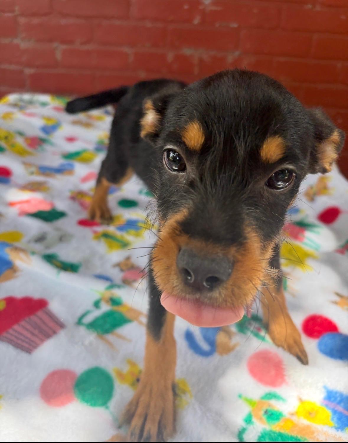Enlarge Kira, an adopted mixed breed in Wytheville, VA image 5/6
