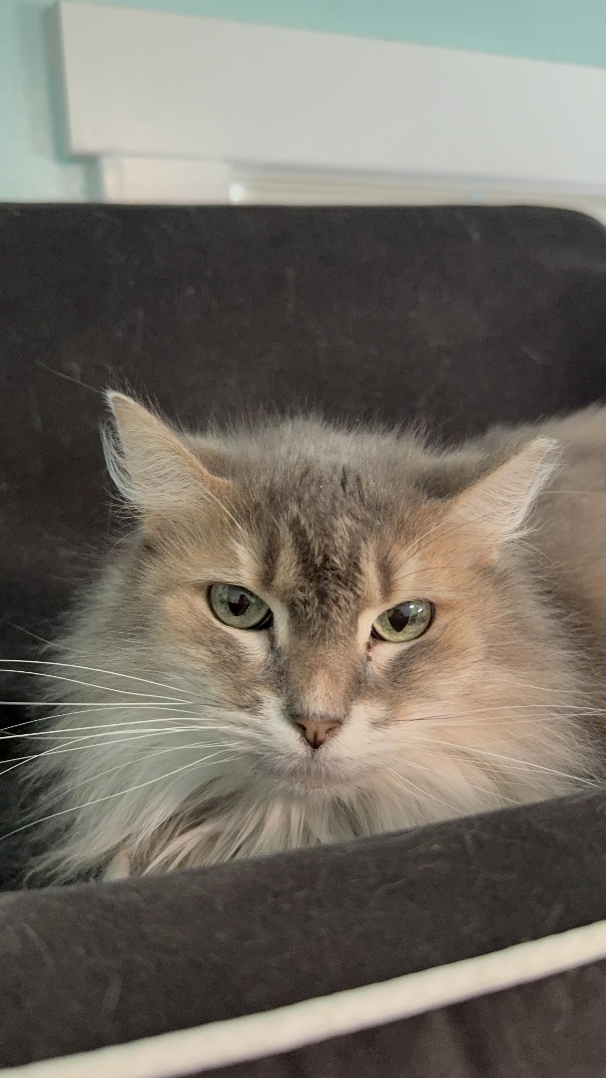 Eenie, a Adoptable Dilute Tortoiseshell in Holland, MI image 2/3