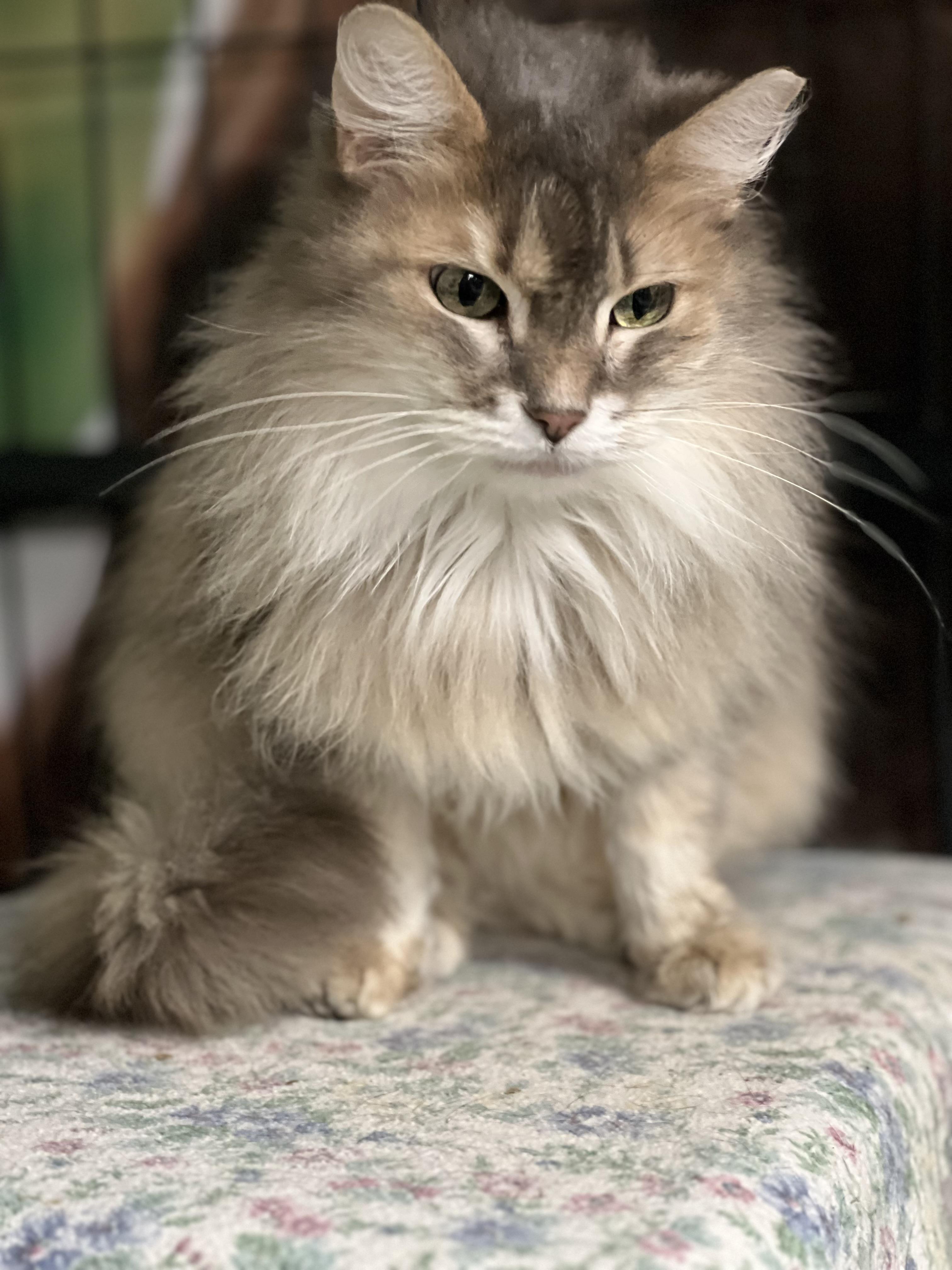 Eenie, a Adoptable Dilute Tortoiseshell in Holland, MI image 1/3