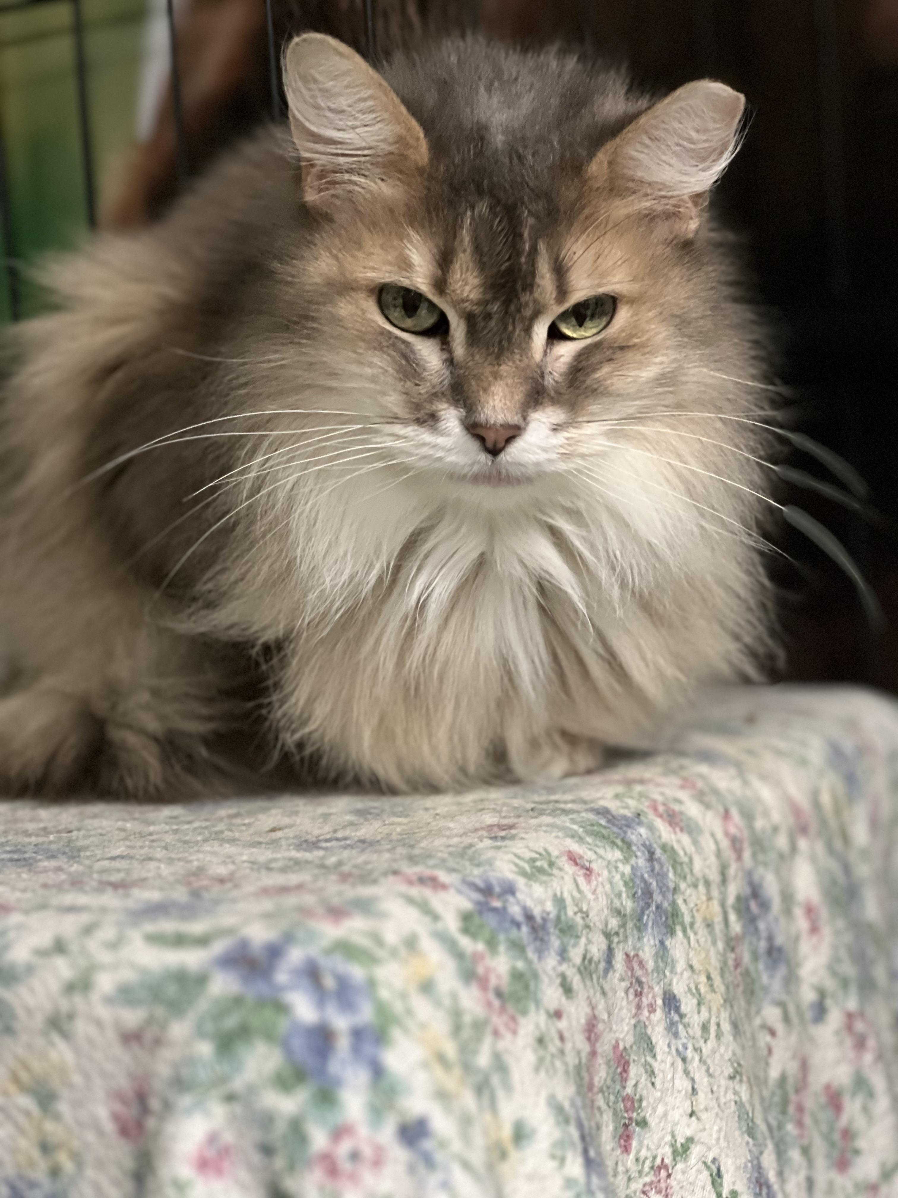 Eenie, a Adoptable Dilute Tortoiseshell in Holland, MI image 3/3