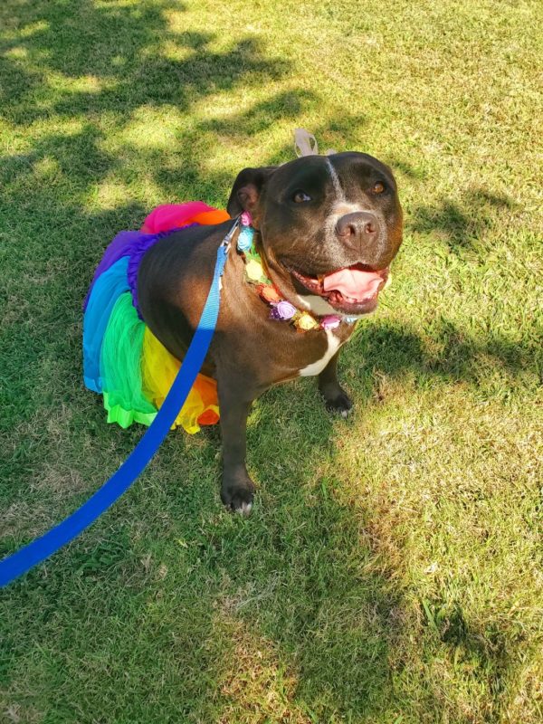 Stassi, a Adoptable Pit Bull Terrier in Guthrie, OK image 2/5