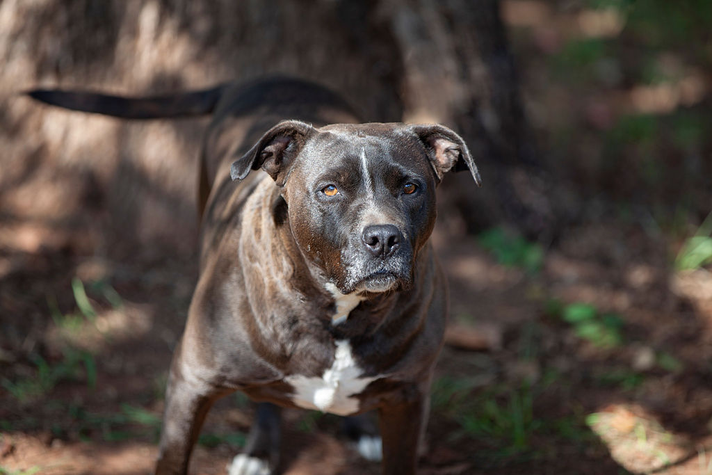 Stassi, Adoptable, Adult Female Pit Bull Terrier.