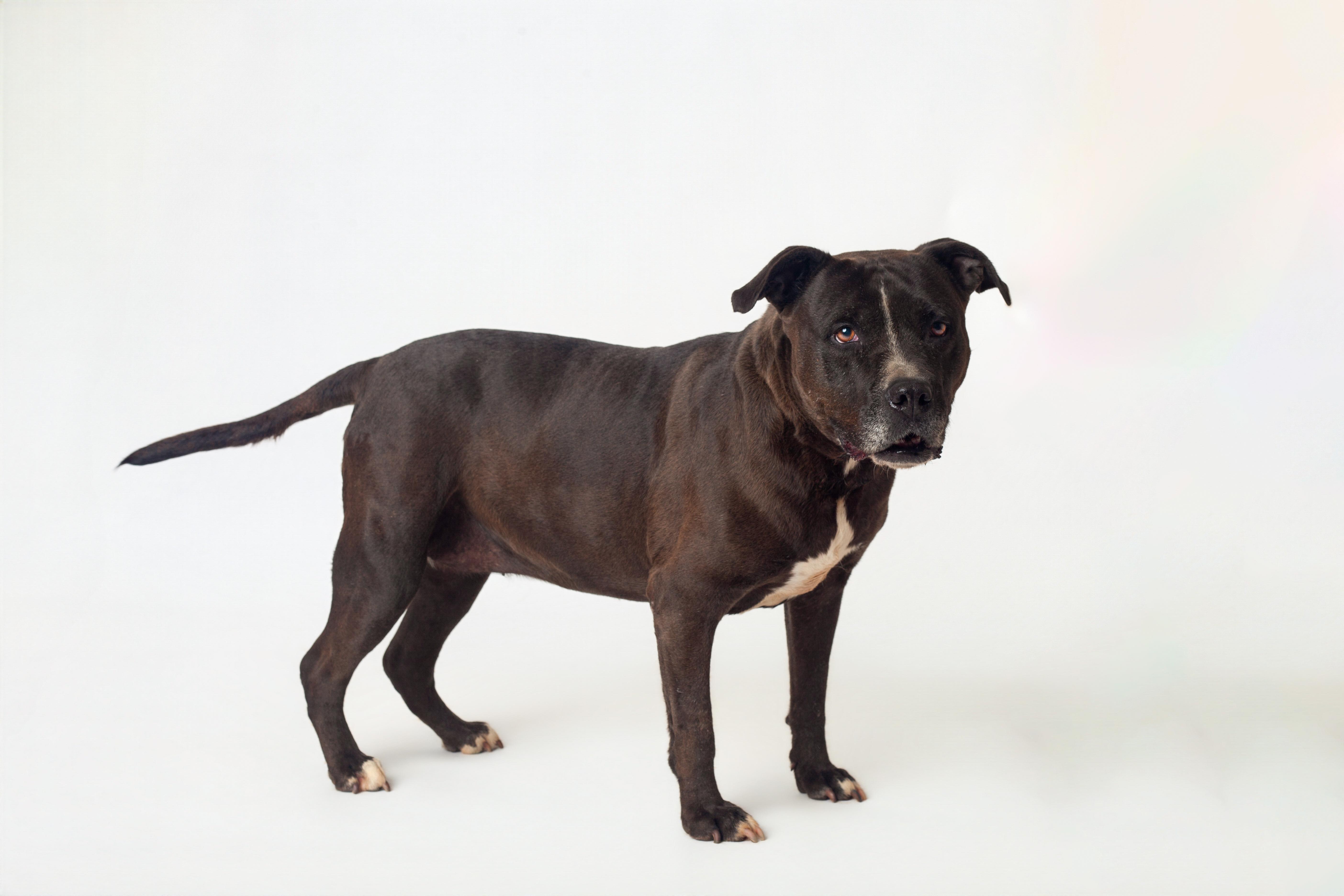 Stassi, a Adoptable Pit Bull Terrier in Guthrie, OK image 3/6