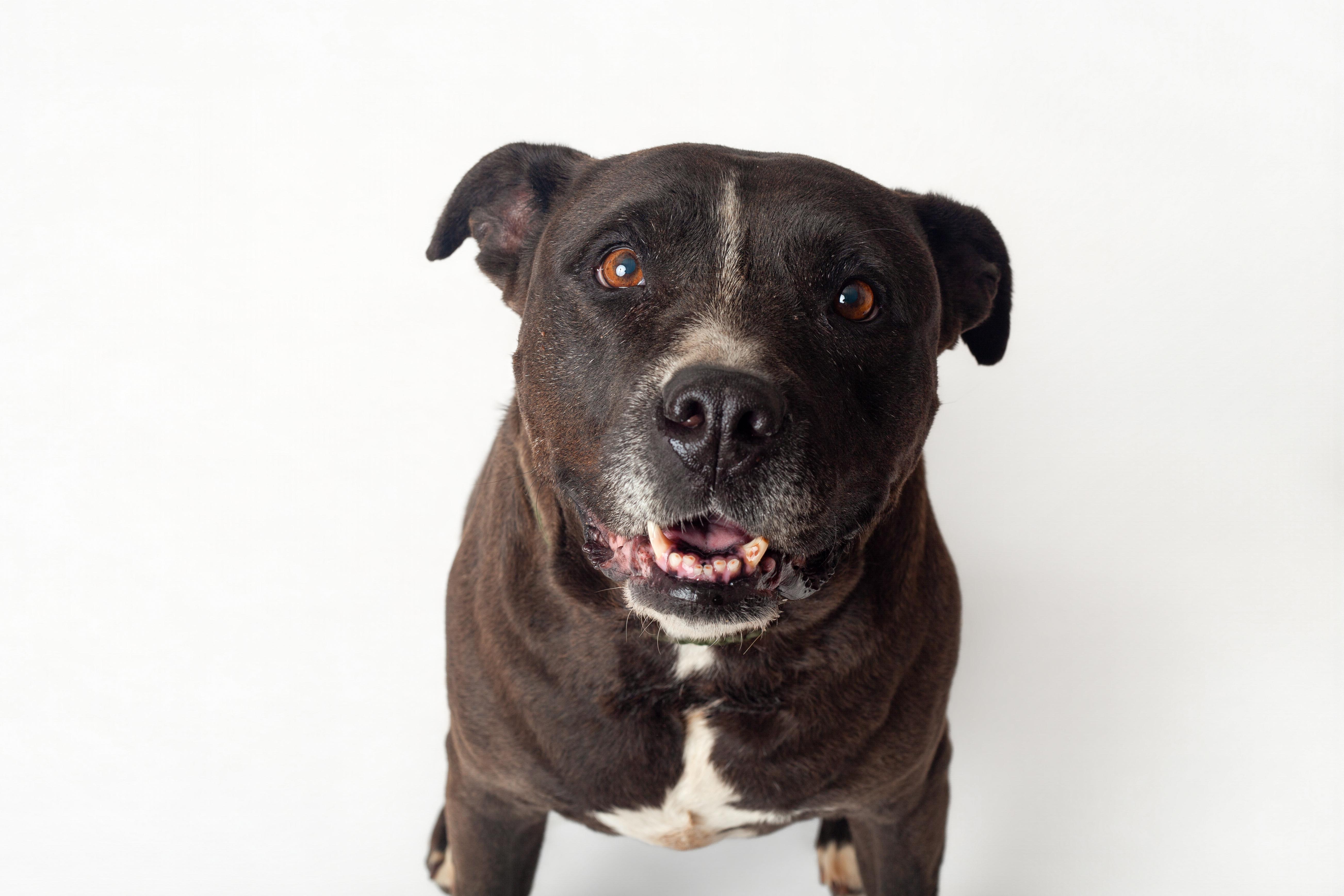 Stassi, a Adoptable Pit Bull Terrier in Guthrie, OK image 1/6