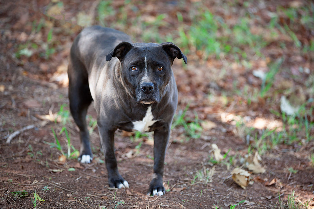 Stassi, a Adoptable Pit Bull Terrier in Guthrie, OK image 4/5