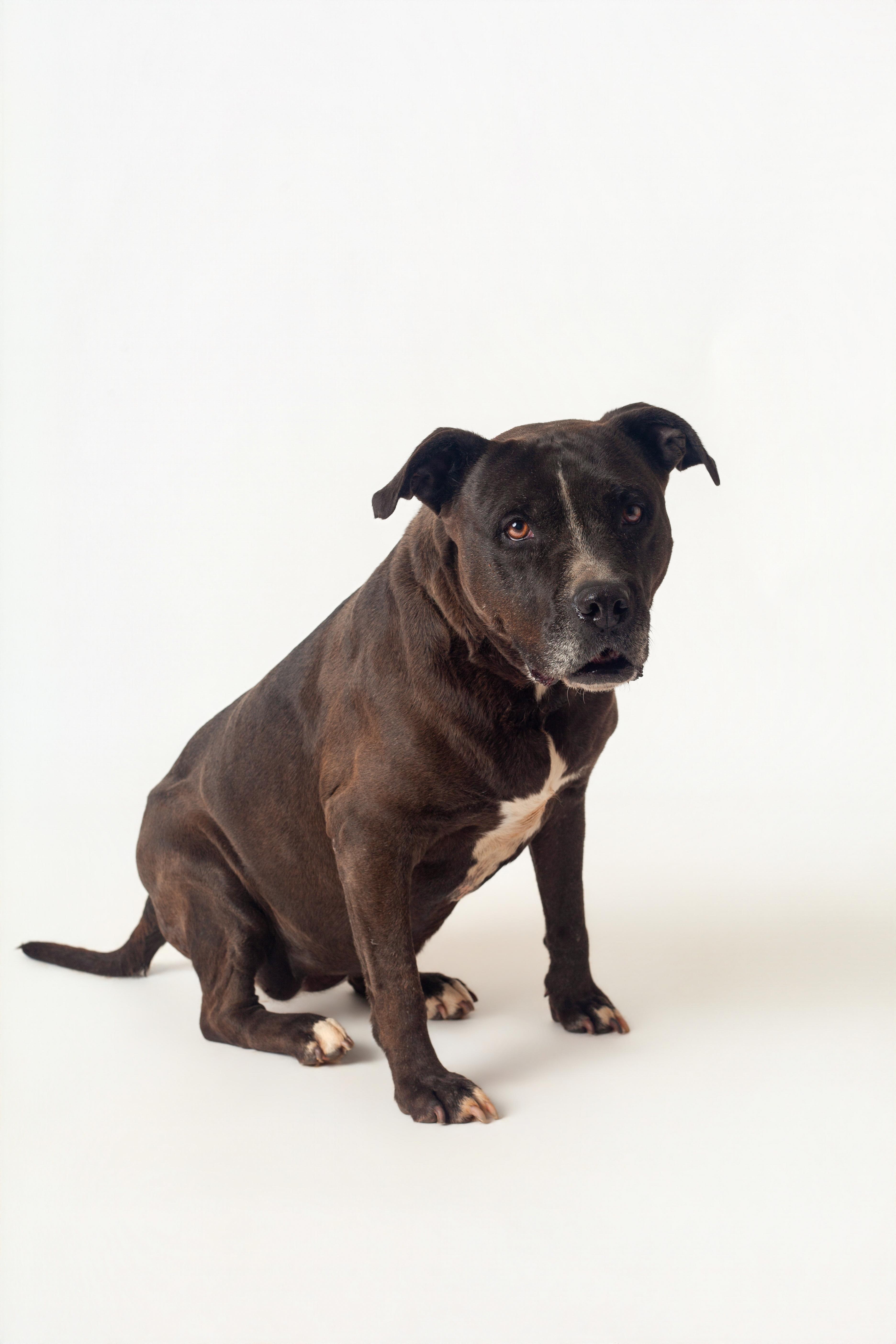 Stassi, a Adoptable Pit Bull Terrier in Guthrie, OK image 2/6
