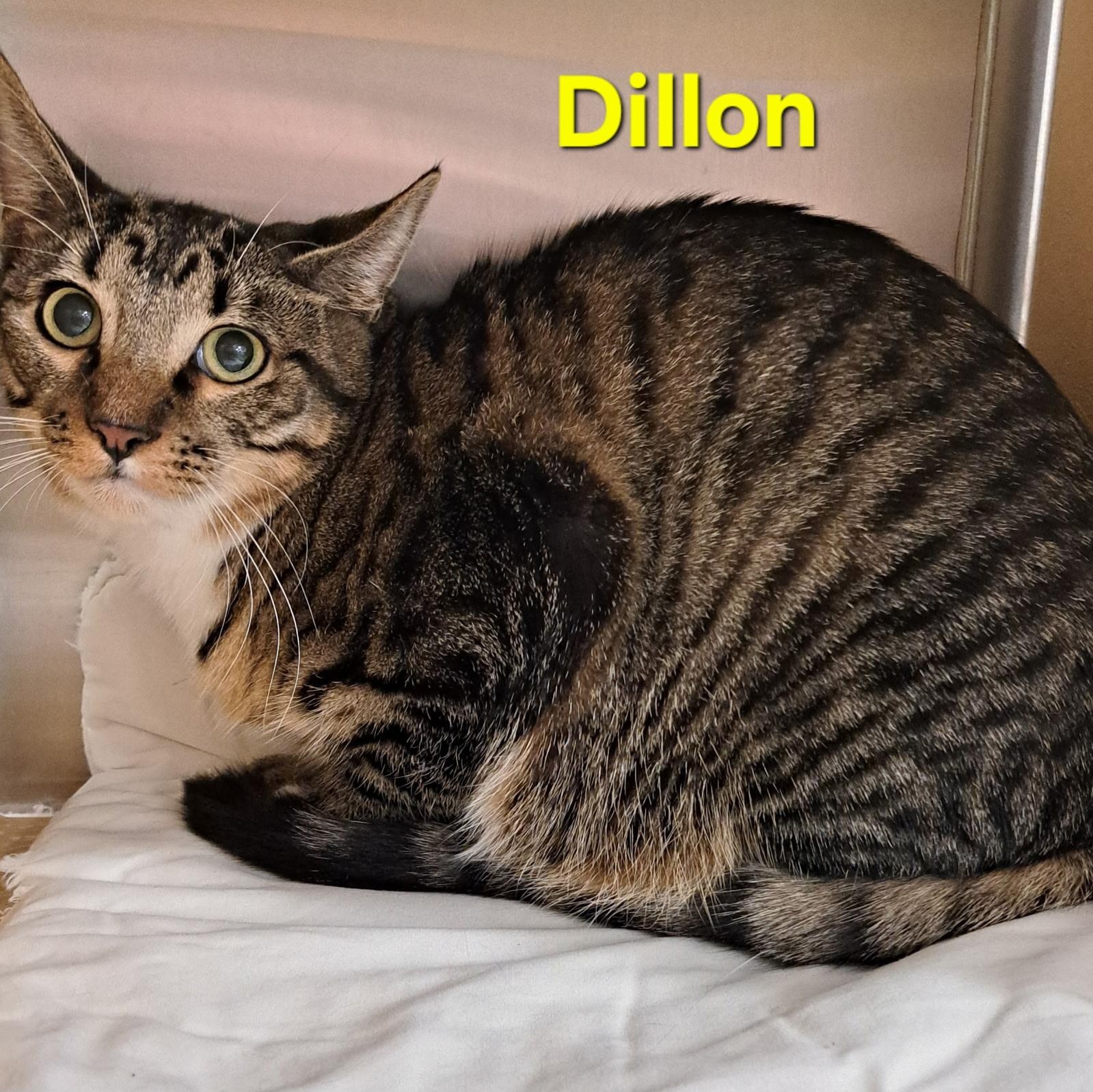 Enlarge Dillon (call 602-692-1499 to meet Dillon), a Adoptable mixed breed in Phoenix, AZ image 3/3