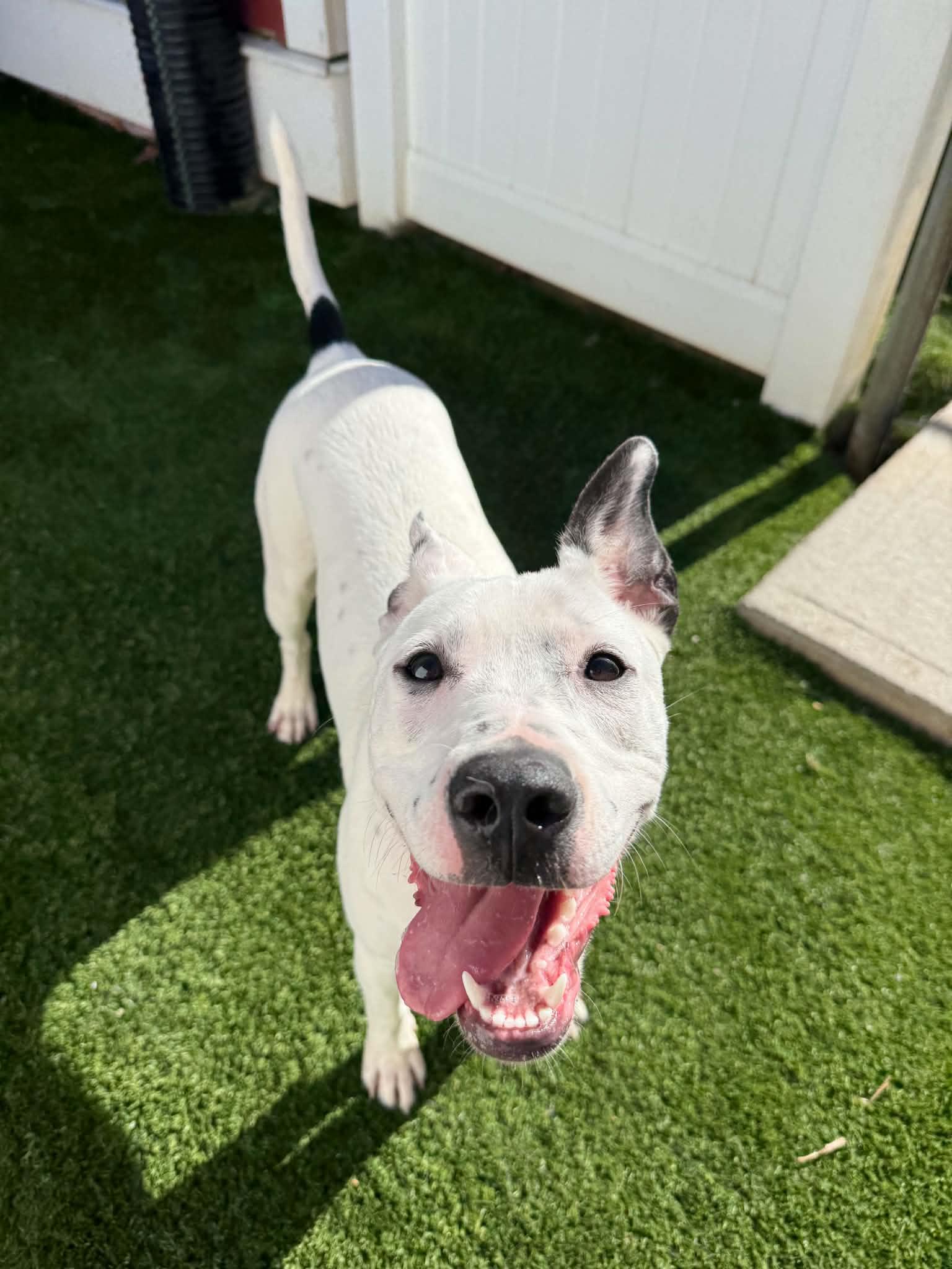 Enlarge Cee Cee, a Adoptable mixed breed in Lee, NH image 6/6