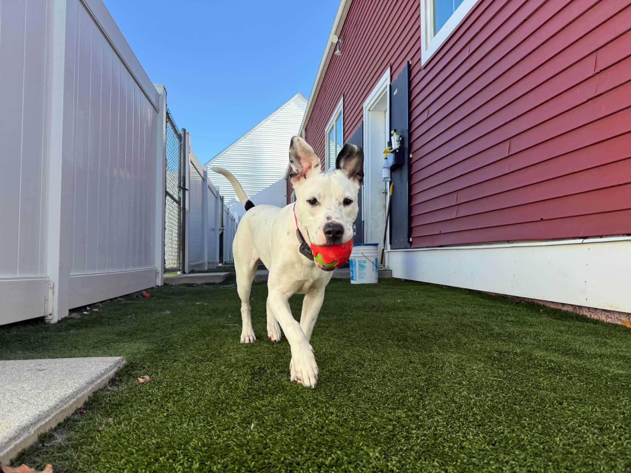 Enlarge Cee Cee, a Adoptable mixed breed in Lee, NH image 1/6