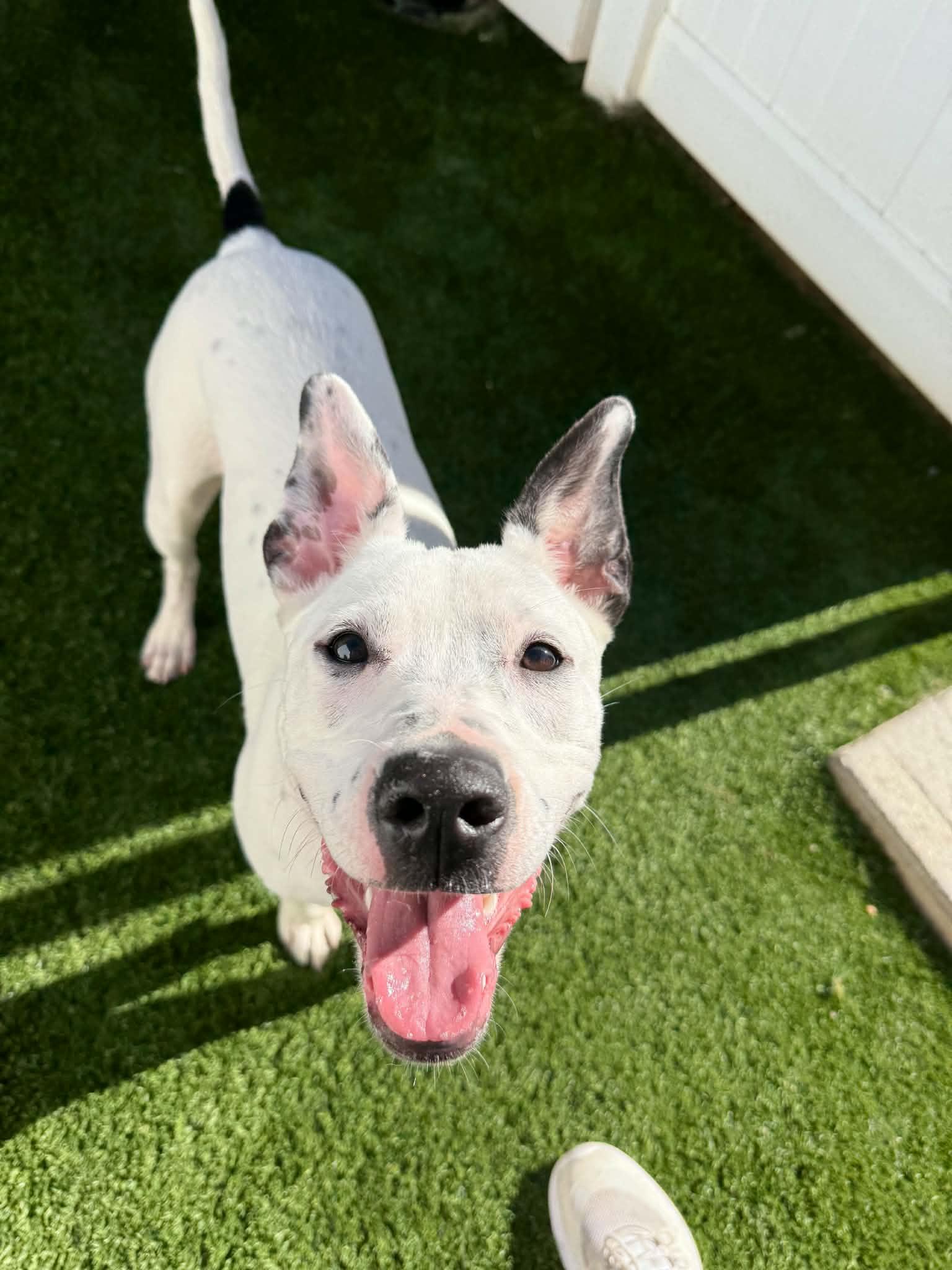 Enlarge Cee Cee, a Adoptable mixed breed in Lee, NH image 5/6