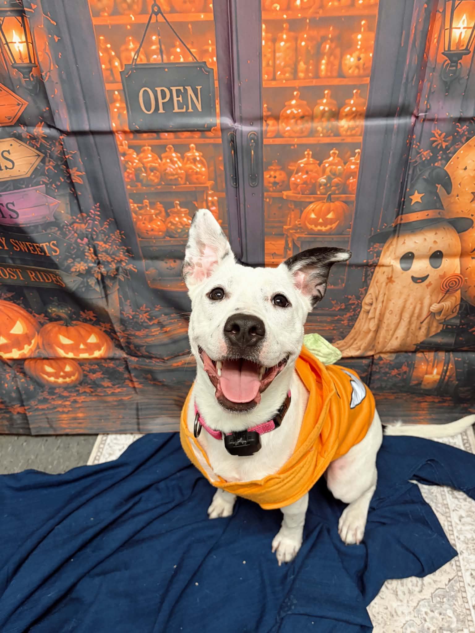Enlarge Cee Cee, a Adoptable mixed breed in Lee, NH image 2/6