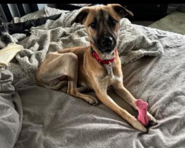 PETE, Adoptable, Young Male German Shepherd Dog.