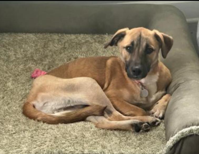 Enlarge PETE, a Adoptable mixed breed in Carroll, OH image 2/3