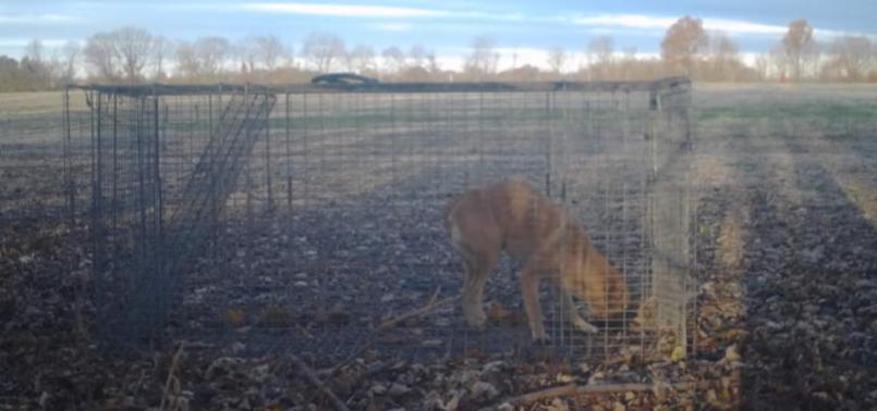 Enlarge PETE, a Adoptable mixed breed in Carroll, OH image 3/3