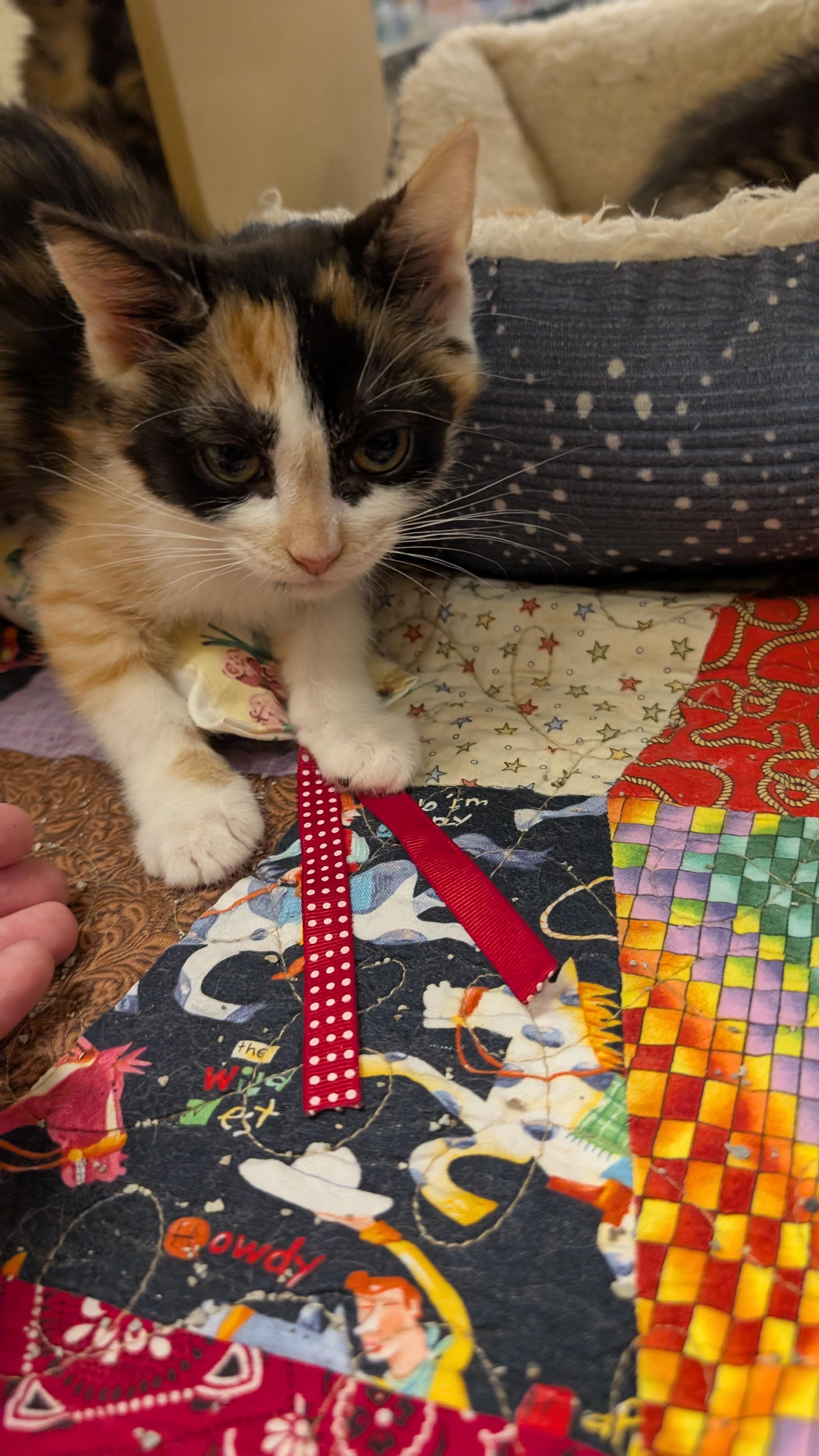 Sally, Adoptable, Kitten Female Domestic Short Hair.