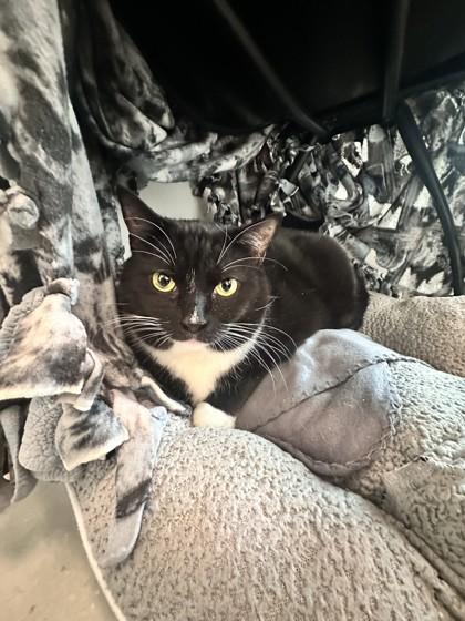 Honey, Adoptable, Adult Female Domestic Short Hair & Domestic Short Hair.